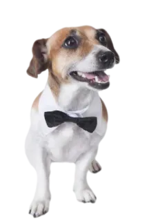 👔 10ff285d chó, tuxedo, nơ, thú cưng, trang trọng, động vật telegram sticker