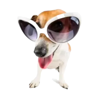 😎 1aa96d14 chó, kính râm, động vật, dễ thương, thú cưng, chó Jack Russell telegram sticker
