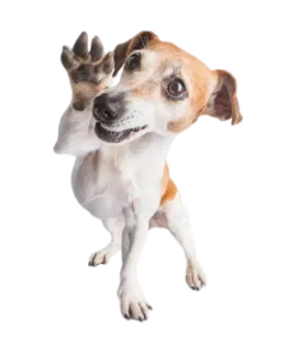 ✋ 304d9ab9 chó, thú cưng, động vật, dễ thương, chó jack russell, chó con, sóng telegram sticker