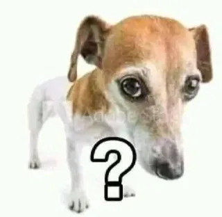 ❓ 5ee4c88a ? chó, dấu chấm hỏi, bối rối, động vật, thú cưng telegram sticker