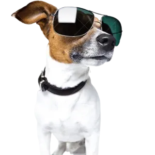 😎 6412ec7e chó, kính râm, động vật, ngầu, thú cưng, vật nuôi telegram sticker