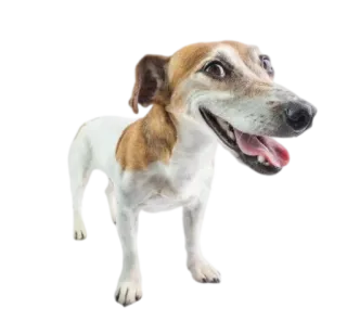 Timmy the Dogger | @Rosberth telegram stickers