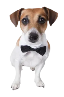 🧐 7a7f5356 chó, thú cưng, động vật, nơ, dễ thương, trang trọng telegram sticker