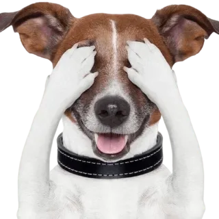 🙈 8b167aee chó, động vật, thú cưng, trốn, mắt, dễ thương telegram sticker