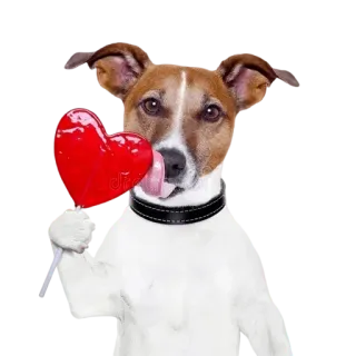 ❤️ e6311c2c chó, liếm, trái tim, kẹo mút, động vật, dễ thương, thú cưng telegram sticker