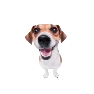 ☺️ eb9bc2e2 chó, thú cưng, động vật, thuần hóa, động vật có vú, chó telegram sticker