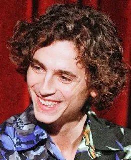 🦇 5ccfa58c Timothée Chalamet 演员, 名人, 男人, 肖像, 卷发 telegram sticker