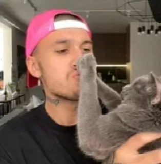 😡 47b3c9b2 pria, kucing, topi merah muda, hewan peliharaan, dalam ruangan, kucing abu-abu telegram sticker