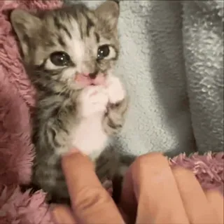 🥺 08d92d2e 小猫, 猫, 宠物, 可爱, 动物, 萌 telegram sticker