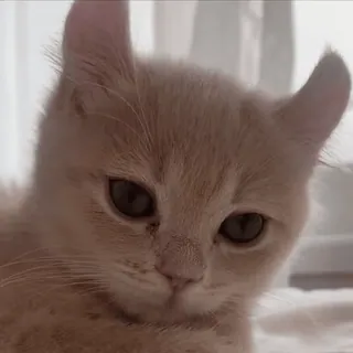 🥺 14270bb8 猫, 小猫, 可爱, 宠物, 动物, 猫科 telegram sticker