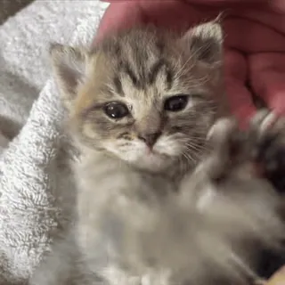 🤭 16c3dbce 小猫, 猫, 可爱, 动物, 宠物 telegram sticker