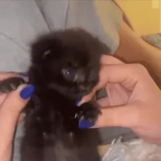 🙂‍↔️ 170ca343 小猫, 猫, 宠物, 动物, 可爱, 黑猫 telegram sticker