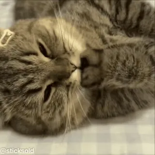 😳 1cf16596 猫, 小猫, 动物, 可爱, 宠物, 家猫 telegram sticker