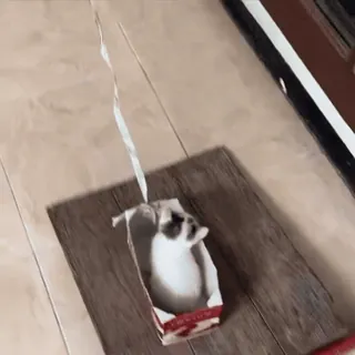 😁 1dda6f48 猫, 盒子, 宠物, 动物, 可爱 telegram sticker