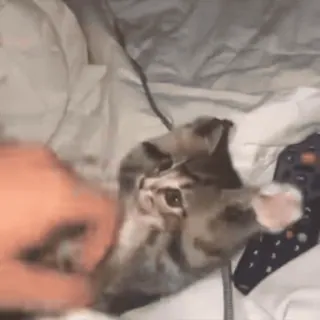 😋 1e200516 猫, 小猫, 宠物, 动物, 可爱 telegram sticker