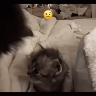 🤨 253df766 猫, 小猫, 生气的表情符号, 宠物, 动物 telegram sticker