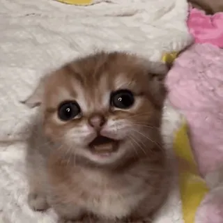 ❤️ 2c5be90a 小猫, 猫, 可爱, 动物, 宠物 telegram sticker