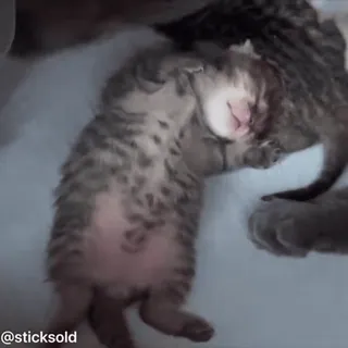 😁 2c82acc9 @sticksold 小猫, 猫, 睡觉, 可爱, 动物, 宠物 telegram sticker