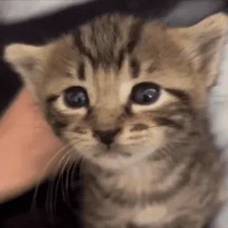 НАЖМИ СЮДА - @KROXI1 telegram stickers