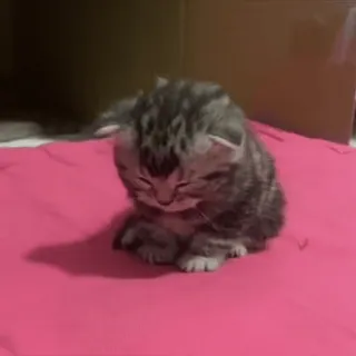 😊 314d13a6 小猫, 猫, 动物, 宠物, 可爱, 睡觉, 家养 telegram sticker