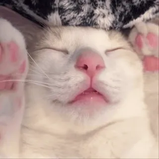 😴 45d464e0 猫, 动物, 可爱, 宠物, 睡觉, 哺乳动物 telegram sticker