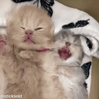 ❤️ 4aa27b36 @sticksold 小猫, 猫, 可爱, 睡觉, 宠物, 动物 telegram sticker