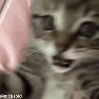 ❤️ 4c9cbfa1 @sticksold 猫, 动物, 贴纸 telegram sticker