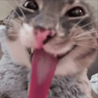 😜 4de8eaa4 猫, 动物, 宠物, 舌头, 可爱, 搞笑 telegram sticker
