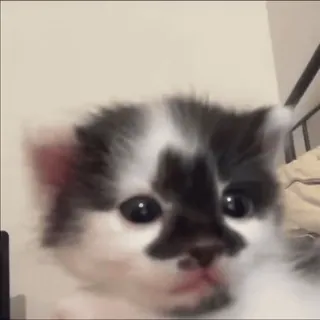 🐈 4e22bcf4 小猫, 猫, 可爱, 动物, 宠物, 家猫, 猫科动物 telegram sticker