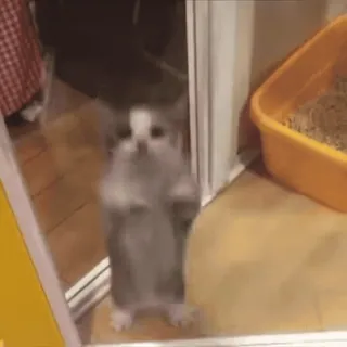 ❤️ 503bb95f 猫, 站立, 窗户, 宠物, 动物, 可爱 telegram sticker