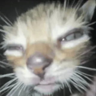 😁 509b834b 猫, 小猫, 动物, 可爱 telegram sticker