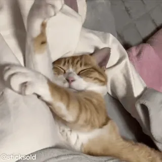 😊 558cd964 @sticksold 猫, 睡觉, 可爱, 宠物, 动物, 搞笑 telegram sticker
