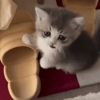 🥰 5aede8ba 猫, 小猫, 可爱, 宠物, 动物 telegram sticker