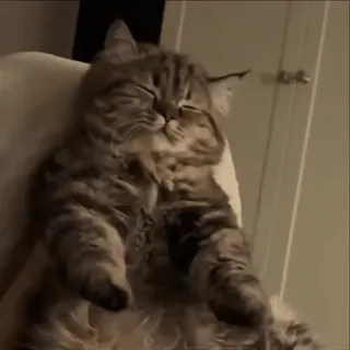 👯‍♀️ 5afbcf0f 猫, 睡觉, 椅子, 可爱, 萌 telegram sticker