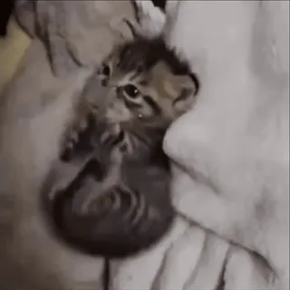 😋 5e7842db 小猫, 猫, 可爱, 动物, 宠物, 小 telegram sticker