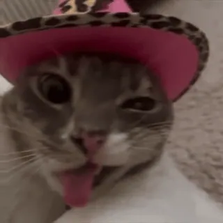 😡 67191dfb 猫, 动物, 帽子, 舌头, 搞笑 telegram sticker