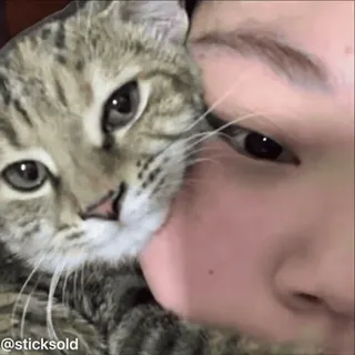 ❤️ 75941982 @sticksold 猫, 人, 宠物, 动物, 脸 telegram sticker
