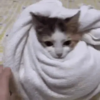 🤯 7b2d7823 猫, 小猫, 毛巾, 可爱, 动物 telegram sticker