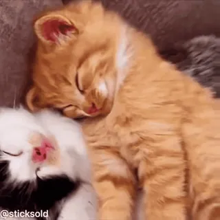 ❤️ 7cc1e4b5 小猫, 猫, 睡觉, 可爱, 动物, 宠物 telegram sticker