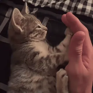 😍 7ed39ad4 小猫, 猫, 动物, 宠物, 可爱, 手 telegram sticker