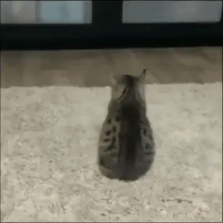 🕺 8934339c 猫, 动物, 宠物, 家畜 telegram sticker