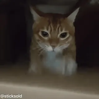 😂 971268e1 @sticksold 猫, 橘猫, 虎斑猫, 宠物, 动物 telegram sticker