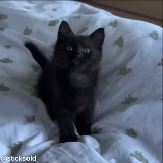 😜 99df6b97 @sticksold 猫, 小猫, 黑猫, 宠物, 动物, 可爱 telegram sticker