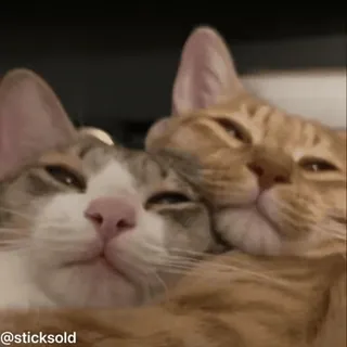 ❤️ 9a3dc457 @sticksold 猫, 猫, 动物, 动物, 宠物, 宠物 telegram sticker