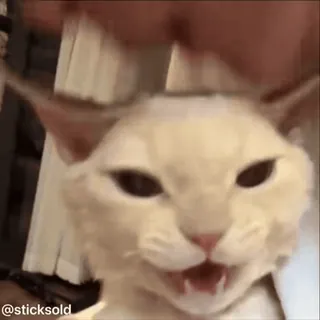 😘 a34e5a74 @sticksold 猫, 生气, 表情包 telegram sticker