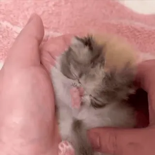 😁 a8800134 小猫, 猫, 动物, 宠物, 可爱, 小, 手 telegram sticker