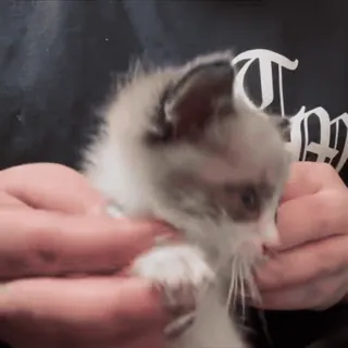 😆 a90834a9 小猫, 猫, 动物, 宠物, 可爱, 毛茸茸 telegram sticker