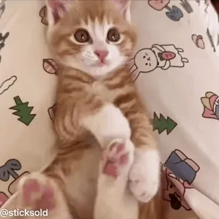 ❤️ af1b6c43 @sticksold 猫, 小猫, 可爱, 宠物, 动物, 橘猫 telegram sticker