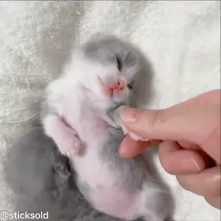 ❤️ b0cb8630 @sticksold 小猫, 可爱, 睡觉, 猫, 动物, 宠物 telegram sticker