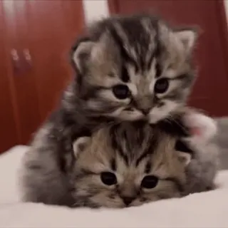 😍 b3c26a23 小猫, 猫, 动物, 可爱, 堆叠, 宠物 telegram sticker